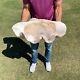 One Of A Kind, Extra Large, Rare Naturel Tridacna Gigas Bénitiers Shell