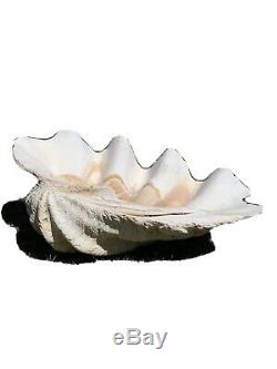 One Of A Kind, Extra Large, Rare Naturel Tridacna Gigas Bénitiers Shell
