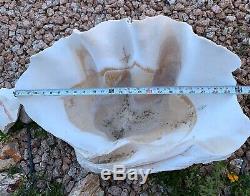 One Of A Kind, Extra Large, Rare Naturel Tridacna Gigas Bénitiers Shell