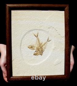 Plaque de fossile de poisson Diplomystus triple unique encadrée pour une exposition optimale