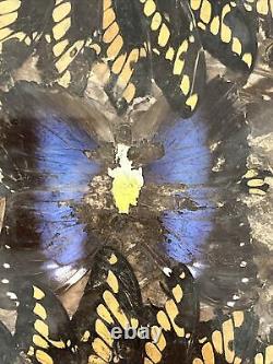 Plateau en verre avec des papillons réels incrustés, en acajou brésilien vintage et unique en son genre.