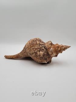Rare Collectible Géant de 19 Pouces en Forme de Conque de Cheval de Floride