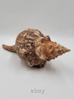 Rare Collectible Géant de 19 Pouces en Forme de Conque de Cheval de Floride