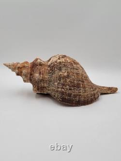 Rare Collectible Géant de 19 Pouces en Forme de Conque de Cheval de Floride