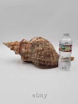 Rare Collectible Géant de 19 Pouces en Forme de Conque de Cheval de Floride