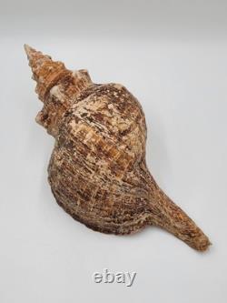Rare Collectible Géant de 19 Pouces en Forme de Conque de Cheval de Floride