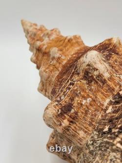 Rare Collectible Géant de 19 Pouces en Forme de Conque de Cheval de Floride