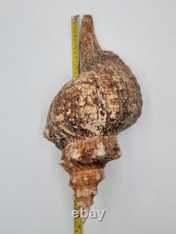 Rare Collectible Géant de 19 Pouces en Forme de Conque de Cheval de Floride
