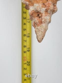 Rare Collectible Géant de 19 Pouces en Forme de Conque de Cheval de Floride