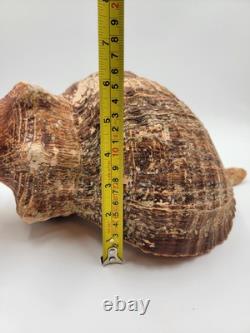 Rare Collectible Géant de 19 Pouces en Forme de Conque de Cheval de Floride