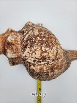 Rare Collectible Géant de 19 Pouces en Forme de Conque de Cheval de Floride