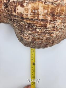 Rare Collectible Géant de 19 Pouces en Forme de Conque de Cheval de Floride