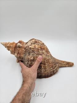 Rare Collectible Géant de 19 Pouces en Forme de Conque de Cheval de Floride