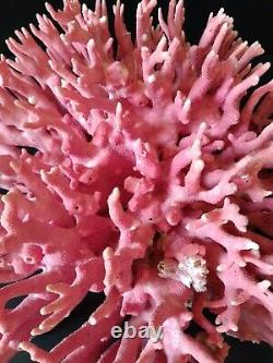 Rare Grand Cluster Rose/rouge Naturel De Nest D'oiseau Exquis Un D'un Genre