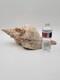 Rare Objet De Collection Unique Coquillage De Conch Florida Géant De 18 Pouces