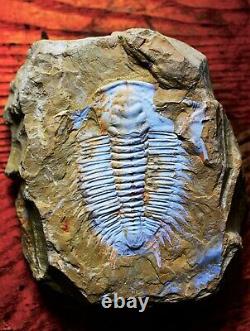 Rare Ultra Unique En Son Genre Parayiliangella Trilobite, Cambrien Inférieur De Chine, 6cm
