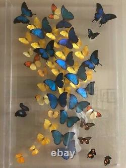 Real 3-d Art Encadrée Papillon Acrylique Unique Cadeau Un D'une Sorte