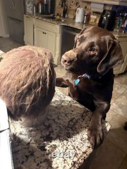 Réplique de masque du film Halloween 1978, objet de collection unique, tout neuf