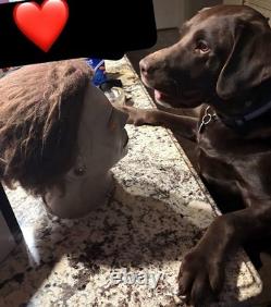 Réplique de masque du film Halloween 1978, objet de collection unique, tout neuf