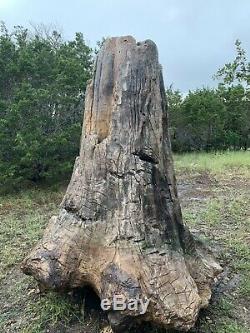 Souche D'arbre En Bois Pétrifié Géant, Unique En Hauteur, Unique En Son Genre, Fossile Fossilisé