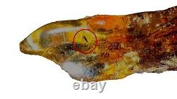 Spécimen d'ambre unique avec multiples invertébrés/parts entiers