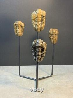 Statue de Trilobites Authentique Unique Fait Main One-of-a-Kind