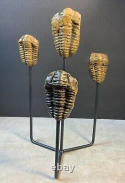 Statue de Trilobites Authentique Unique Fait Main One-of-a-Kind