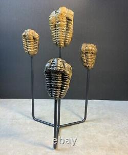 Statue de Trilobites Authentique Unique Fait Main One-of-a-Kind