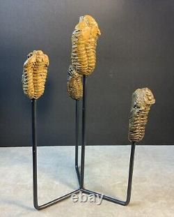 Statue de Trilobites Authentique Unique Fait Main One-of-a-Kind