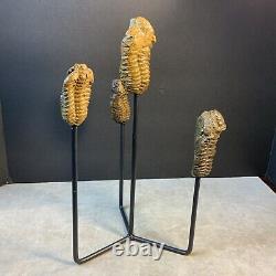 Statue de Trilobites Authentique Unique Fait Main One-of-a-Kind