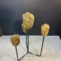 Statue de Trilobites Authentique Unique Fait Main One-of-a-Kind