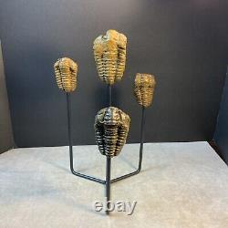 Statue de Trilobites Authentique Unique Fait Main One-of-a-Kind