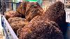 Tournage Sur Bois Incroyable : Le Plus Beau Bois De Burl Au Monde