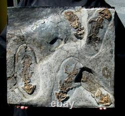 Tueur unique dalle de cinq amphibiens Discosauriscus du Permien pré-dinosaures