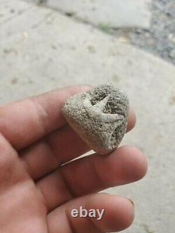 Un fossile unique absolument magnifique et bien formé. Vaut chaque centime.
