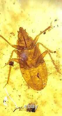 Un spécimen unique de punaise soldat épineuse Podisus maculiventris dans de l'ambre birman fossile