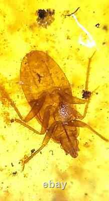 Un spécimen unique de punaise soldat épineuse Podisus maculiventris dans de l'ambre birman fossile