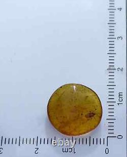 Un spécimen unique de punaise soldat épineuse Podisus maculiventris dans de l'ambre birman fossile
